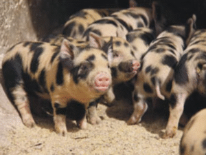 Kolbroek Pig Breed